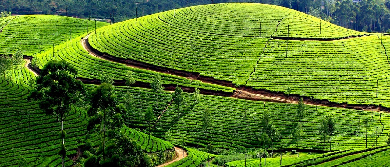Mysore - Ooty - Kodaikanal